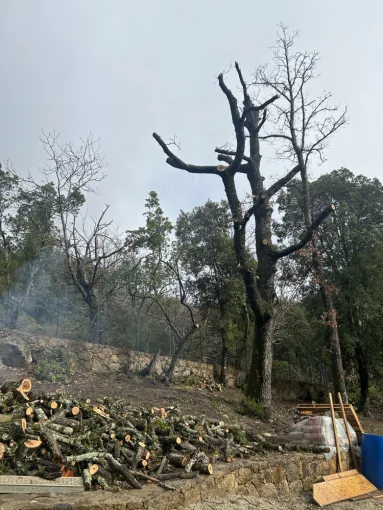 Elagage chisa, Ventiseri, MARE E MACHJA