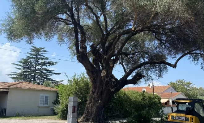 Élagueur, Ventiseri, MARE E MACHJA
