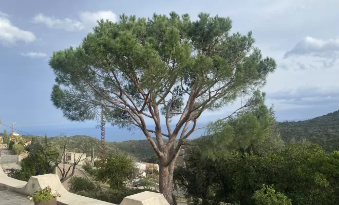 Élagueur, Ventiseri, MARE E MACHJA