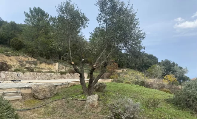 Élagueur, Ventiseri, MARE E MACHJA