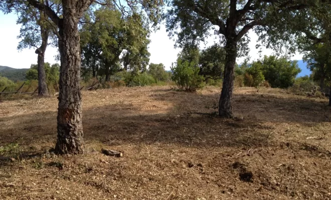 Sécuriser zone à risque d'incendie en broyant la végétation, Ventiseri, MARE E MACHJA