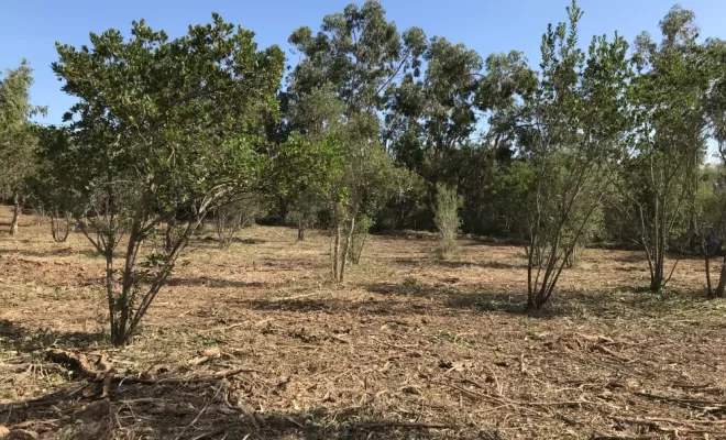 Sécuriser zone à risque d'incendie en broyant la végétation, Ventiseri, MARE E MACHJA