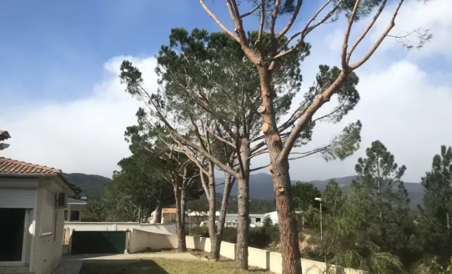 Élagueur, Ventiseri, MARE E MACHJA