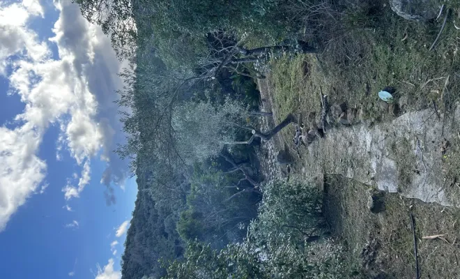 Débroussaillement manuel sélectif à Cala D’oru, Solenzara, Ventiseri, MARE E MACHJA