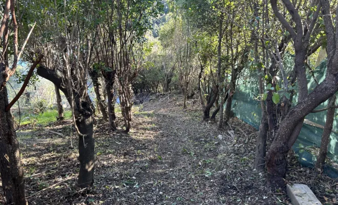 débroussaillement et élagage à Cala D’oru / Solenzara, Ventiseri, MARE E MACHJA